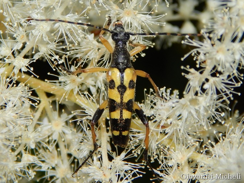 Cerambycidae: Rutpela maculata, maschio